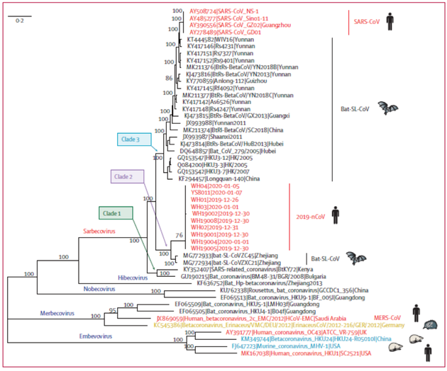 《柳叶刀》谈新冠病毒:蝙蝠冬眠 谁是中间宿主?