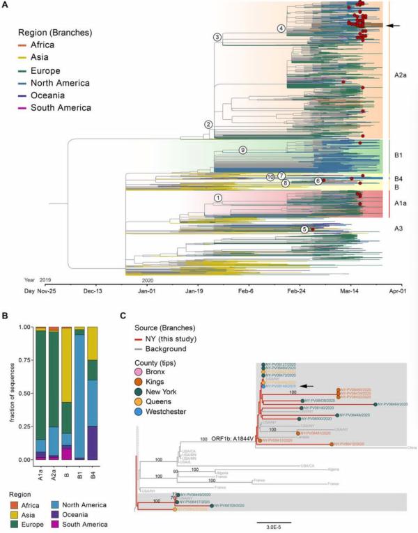 《科学》:纽约新冠病毒主要由欧洲和美洲引入
