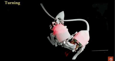 科学探索|?仿生电子鼠会做灾后搜救了：载重物爬窄管不在话下，跌倒还能自己站起来