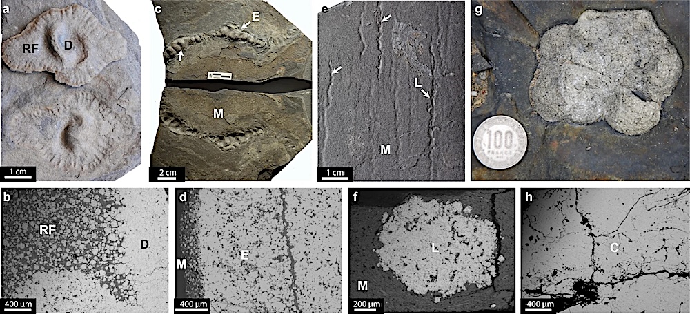 Ancient-Life-Locked-Arsenic-Away1.jpg
