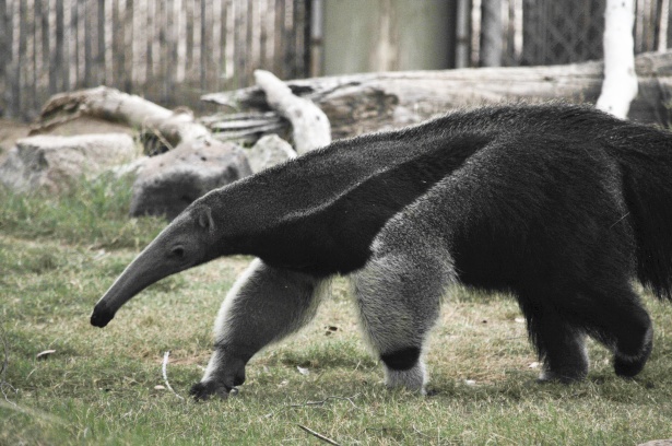 anteater-1495122491qIN.jpg