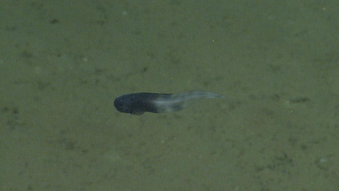Snailfish-Paraliparis-Em.jpg