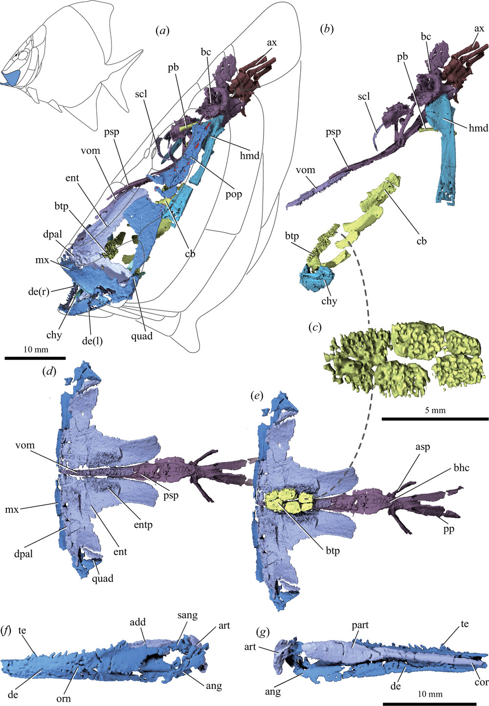 rsbl.2025.0270.f001.jpg