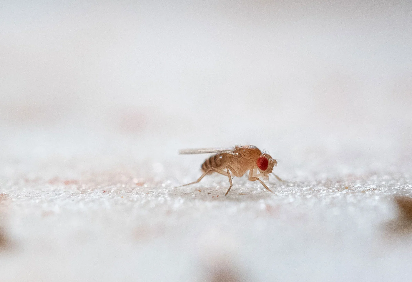 Environmental Humidity Regulates Insect Circadian Rhythms