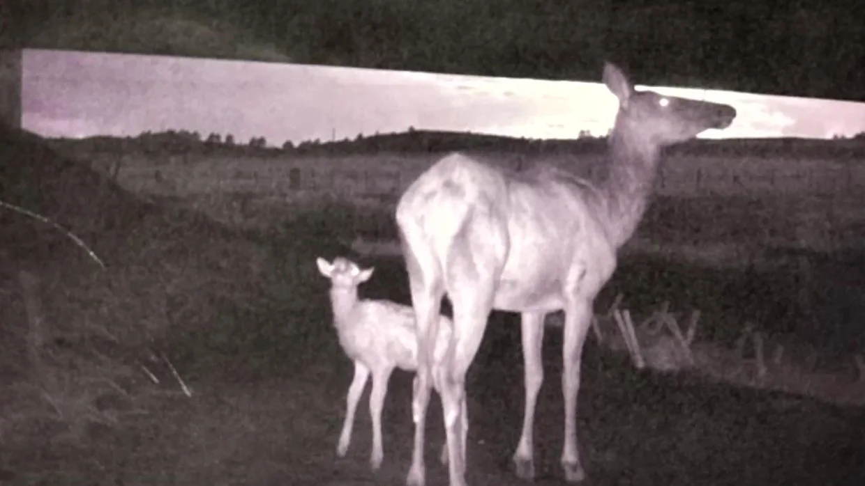 deer-fawn-wildlife-underpass.webp