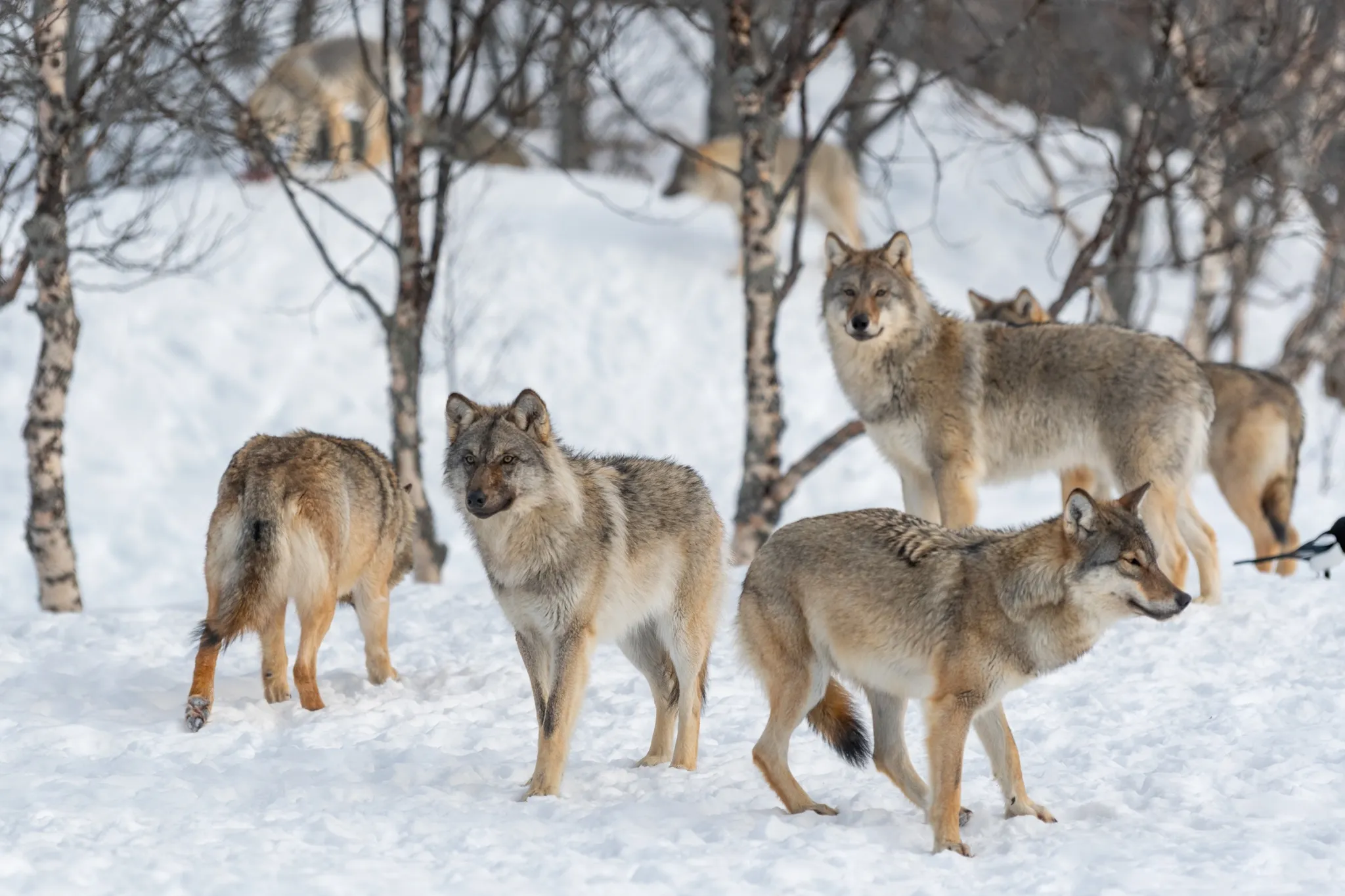 wolves-finland-google-ai-data-centers.webp