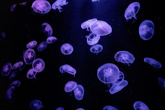 Screenshot_2020-07-07 Pixabay上的免费图片 - 海蜇, 壁纸, 果冻鱼, 水族馆, 黑暗, 水下, 海洋, 海, 动物.jpg