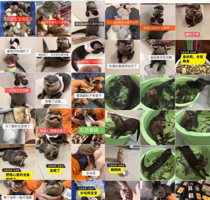 报告：短视频平台展示“萌宠”为野生动物非法交易提供渠道