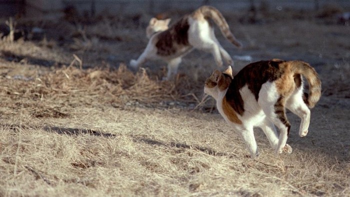 800px-Two_cats_running_outside.jpg