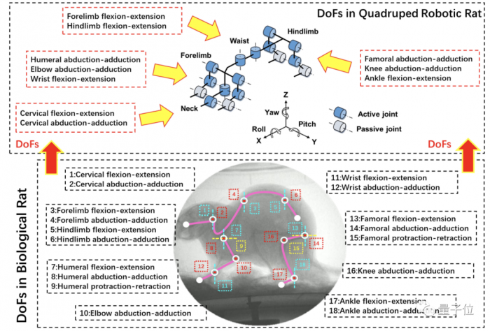 科学探索|?仿生电子鼠会做灾后搜救了：载重物爬窄管不在话下，跌倒还能自己站起来