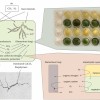 科学家制造出能够修复自身裂缝的“活体”混凝土