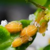 科学家在柑橘害虫的体内共生细菌中发现了一种此前未知的管状结构