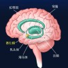 这位代号为SM的患者不会感到恐惧 科学家研究了她40多年