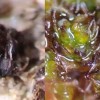 沙漠苔藓的超强生存能力背后是它们的真菌“盟友”